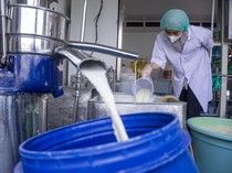 Mengintip Proses Pembuatan Keju Mozarella