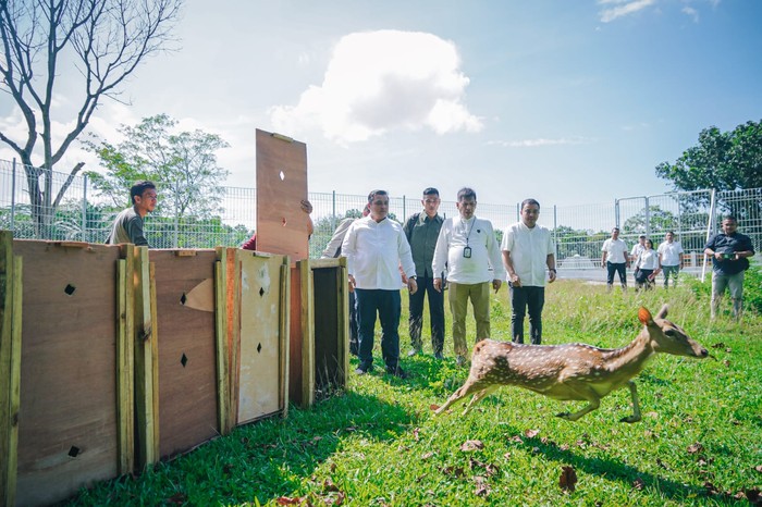 Rusa Taman Cadika