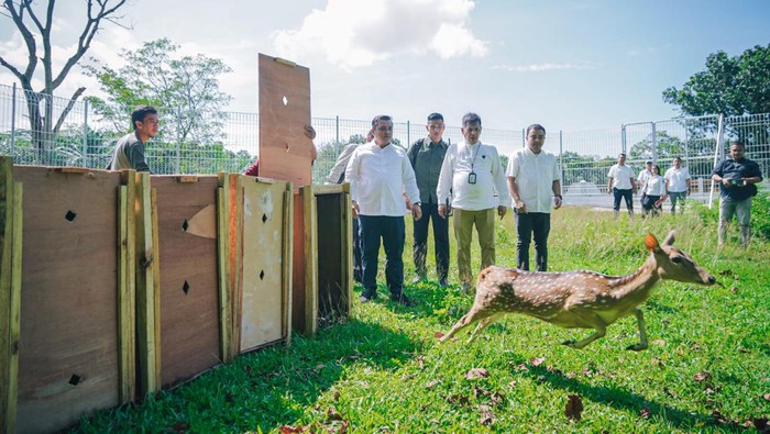Rusa Taman Cadika
