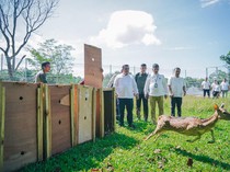 15 Rusa Istana Bogor Terbang ke Medan