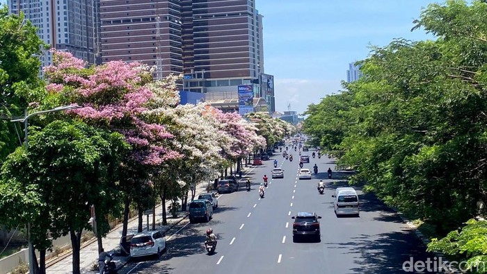 Tabebuya bermekaran di Surabaya