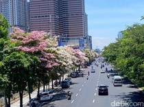 Tabebuya Bermekaran di Surabaya, Jalanan bak Negeri Sakura