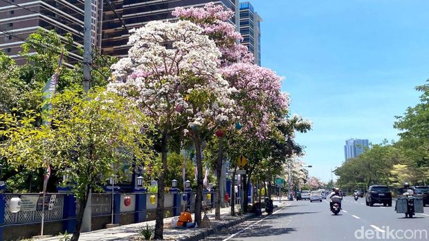 Tabebuya bermekaran di Surabaya