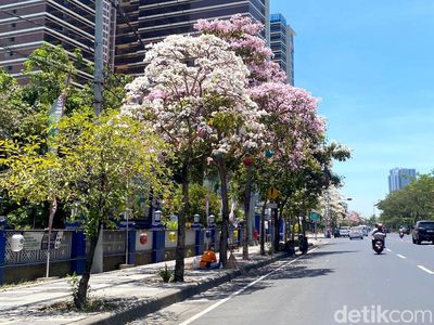 Tabebuya Mulai Bermekaran di Surabaya