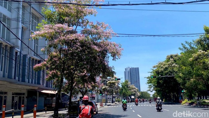 Tabebuya bermekaran di Surabaya