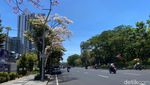 Tabebuya Mulai Bermekaran di Surabaya