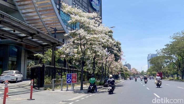 tabebuya bermekaran di surabaya