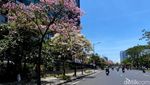 Tabebuya Mulai Bermekaran di Surabaya