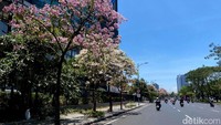 Berdasarkan data dari Dinas Lingkungan Hidup, bunga Tabebuya di Kota Surabaya ada lima jenis. Mulai dari warna putih, merah muda, kuning, ungu, dan merah.
