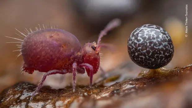 Wildlife Photographer of the Year 2024