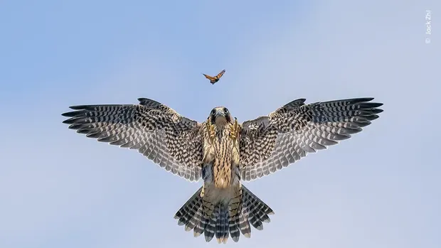 Wildlife Photographer of the Year 2024