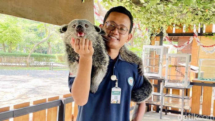 Abdul Azis dan binturong yang dijaganya di Faunaland, Ancol
