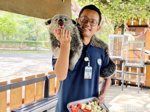 Binturong yang Lucu dan Buah Mangga Kesukaannya