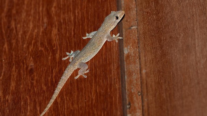 Cicak di rumah