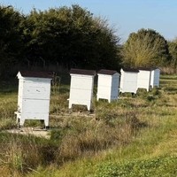 Sebelumnya suami dari Victoria Beckham tersebut sudah sering menunjukkan peternakan kecilnya. Ia sering bermain dengan ayam-ayam selagi berkebun. Tapi dalam foto terbaru, David juga beternak lebah. Foto: Instagram