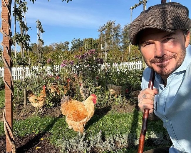 David Beckham sering mendokumentasikan kehidupannya setelah tak lagi jadi pemain bola profesional. Mantan bintang Manchester United tersebut kini tinggal di desa selagi sibuk berkebun dan berternak. Foto: Instagram
