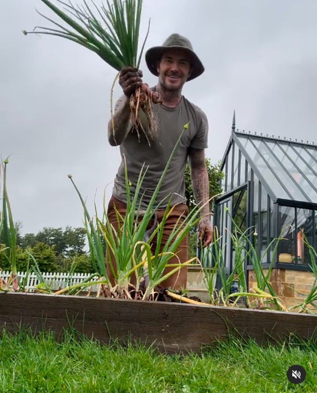 Begini potret bahagia David Beckham saat memamerkan daun bawang yang dipanennya. “Daun-daun bawang ini bagus. Tidak buruk untuk percobaan pertamaku,” katanya dalam video saat memetik tanaman itu selagi diganggu ayam peliharaannya. Foto: Instagram