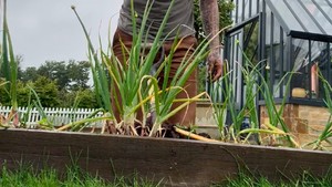 Gak cuma jago tendang bola, David Beckham juga lihai urus kebun! Suami Victoria ini sekarang menikmati hidup pensiun sambil berkebun di rumahnya. Foto: Instagram