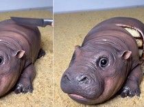 Gemas! Baker Ini Bikin Kue Moo Deng yang Mirip Aslinya