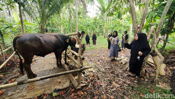 Penampakan sapi yang seruduk pria hingga tewas di Polman. Abdy Febriady/detikcom