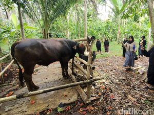 Kondisi Mengenaskan Pria Tewas Diseruduk Sapi Peliharaannya di Polman