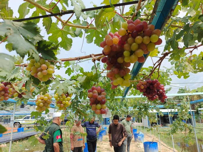 petani anggur sukses di malaysia