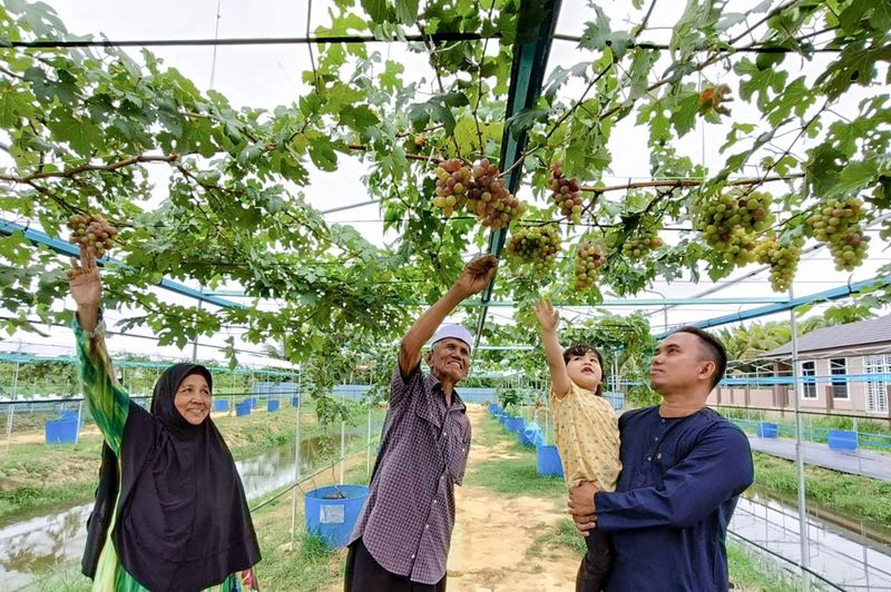 petani anggur sukses di malaysia