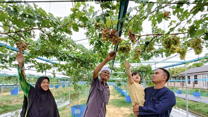 **Resep Anggur Segar dari Kisah Mantan Desainer Grafis yang Kini Produktif di Kebun Anggur**