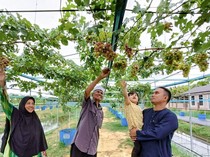 Kisah Mantan Desainer Grafis yang Kini Produktif di Kebun Anggur