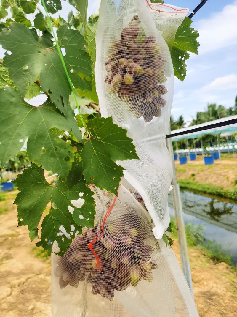 petani anggur sukses di malaysia