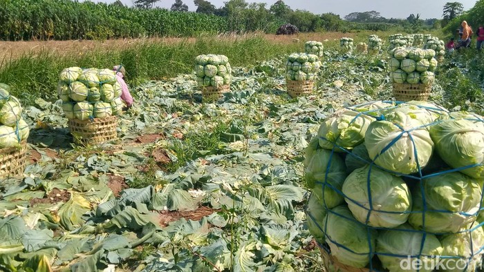 Petani memanen panen kubis garapannya di Desa Sorogaten, Kecamatan Tulung, Klaten, Jumat (11/10/2024).
