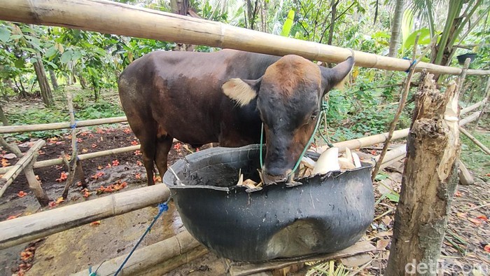 Pria bernama Supriady (57) di Kabupaten Polewali Mandar (Polman), Sulawesi Barat (Sulbar), tewas diseruduk sapi peliharaannya.