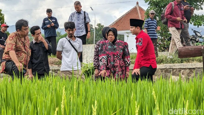 Risma kagum dengan pertanian di Trenggalek