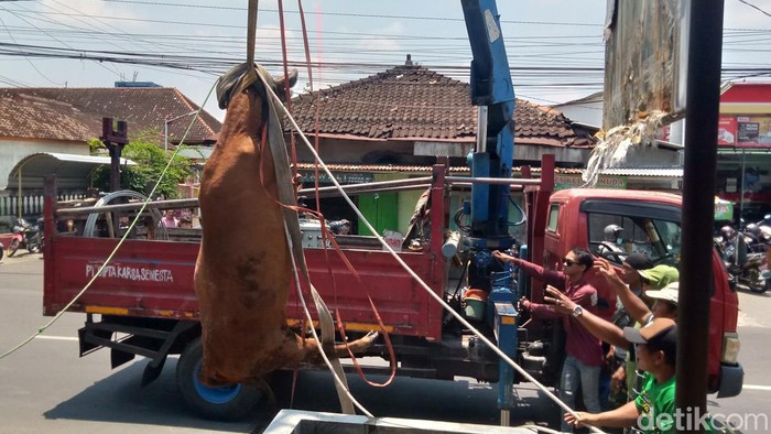 Proses evakuasi sapi yang terjebak di saluran air bawah jalan Desa Pandeyan, Kecamatan Jatinom, Klaten, Jumat (11/10/2024).
