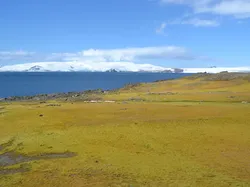 Suhu Panas Ekstrem Sebabkan Antartika Menghijau