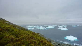 Para ahli menemukan kehidupan tanaman, sebagian besar lumut, telah meningkat di lingkungan ekstrem ini lebih dari 10 kali lipat selama empat dekade terakhir. Foto: Dan Charman via CNN
