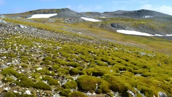 Tingkat penghijauan wilayah tersebut selama hampir empat dekade telah meningkat lebih dari 30% antara tahun 2016 dan 2021. Meskipun bentang alamnya hampir seluruhnya masih bersalju, es, dan batu, area hijau kecil ini telah tumbuh secara dramatis sejak pertengahan 1980-an. Foto: Dan Charman via CNN