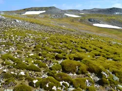 Suhu Panas Ekstrem Sebabkan Antartika Menghijau