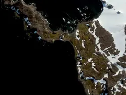 Suhu Panas Ekstrem Sebabkan Antartika Menghijau