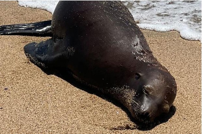 Singa laut ditemukan dengan luka tembak di Pantai Negara Bagian Bolsa Chica