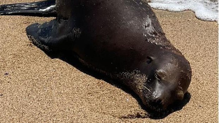 Singa laut ditemukan dengan luka tembak di Pantai Negara Bagian Bolsa Chica