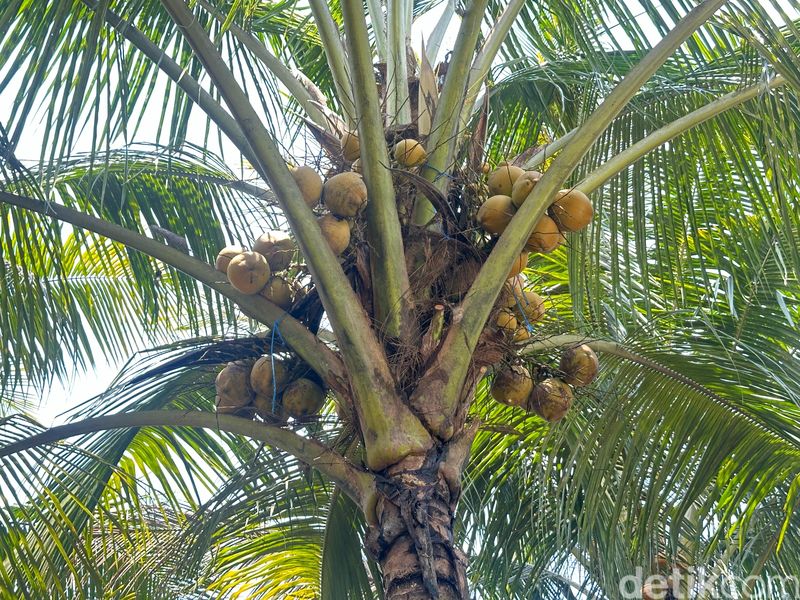 Slurpp! Menikmati Es Kopyor di Tengah Kebun Asri Kopyor Bogor