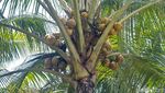 Segarnya Minum Es Kopyor di Tengah Suasana Kebun Asri Bogor