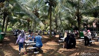 Begini suasana kebun kelapa kopyor seluas 25 hektar milik Kopyor Bogor. Pembeli bisa duduk di kursi yang sudah disediakan di bawah pohon.