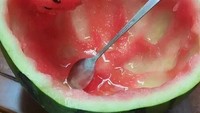Iseng makan buah semangka langsung di cangkangnya, orang ini sengaja kumpulkan biji semangka di wadah buatan. Foto: Site News
