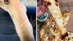 10 Tampilan Makanan yang Disebut Buruk Rupa Tapi Berakhir Viral!