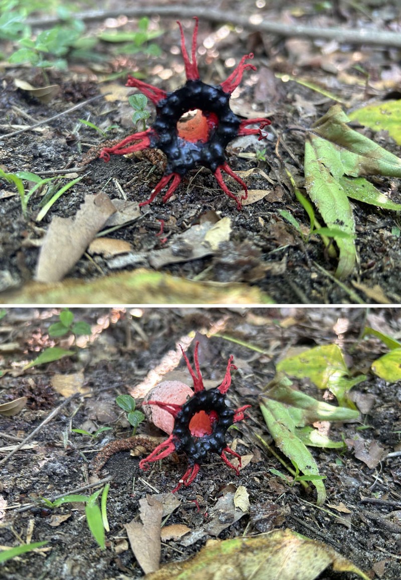 Foto Hal Mengerikan Terjadi di Alam