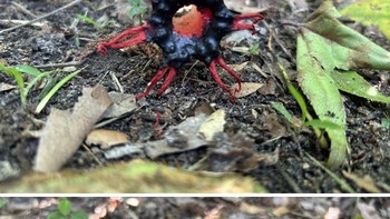 Benda Jamur yang Tampak Jahat Ini Di Halamanku Foto: Boredpanda