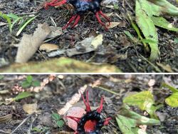 Hal Mengerikan di Alam Terabadikan Kamera