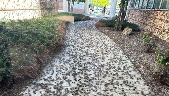 Jangkrik Mormon Di Rumah Sakit Lokal Foto: Boredpanda